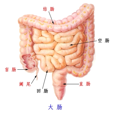 人体五脏六腑分布图