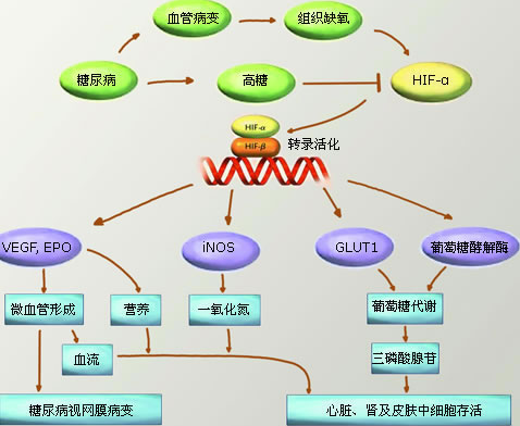 患了糖尿病和高血压怎么办