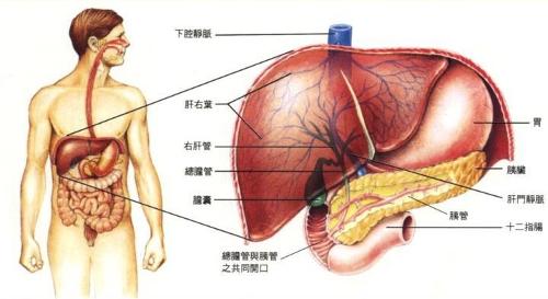 人体五脏六腑分布图