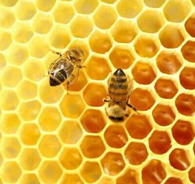 蜂胶的作用与功效