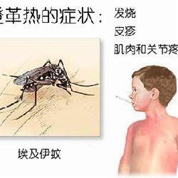 登革热预防知识