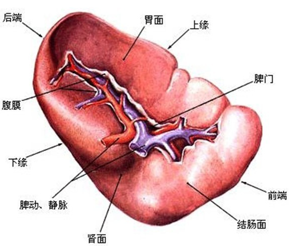 人体五脏六腑分布图