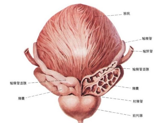 人体五脏六腑分布图