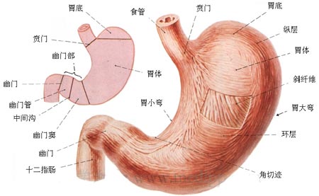 人体五脏六腑分布图