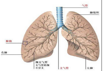 支气管哮喘的危害