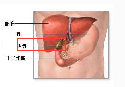 人体五脏六腑分布图