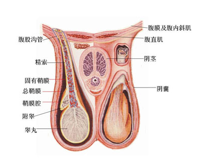 男人体检都检查什么项目