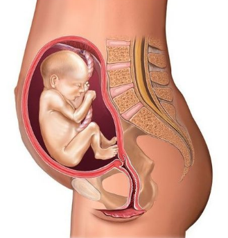 怀孕26周胎儿发育情况怎么样