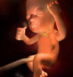 怀孕26周胎儿发育情况怎么样