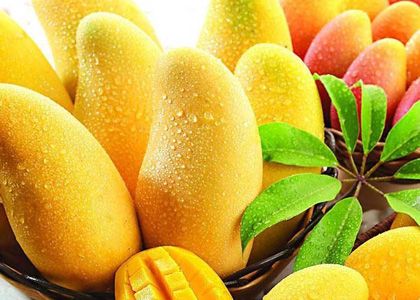 经期吃芒果是否会导致闭经