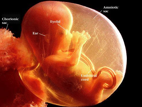 怀孕16周胎儿发育情况