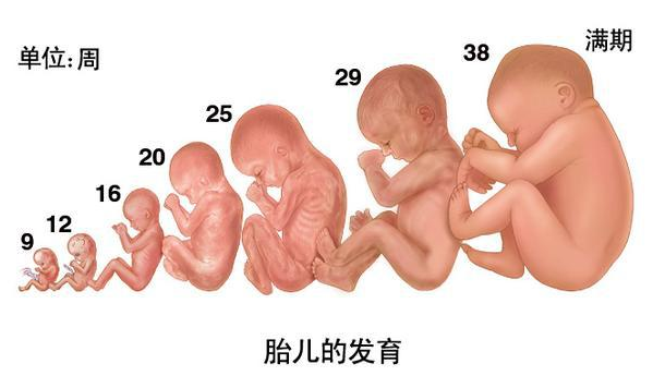 怀孕17周胎儿发育情况怎么样了呢