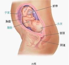 怀孕25周胎儿发育标准是什么