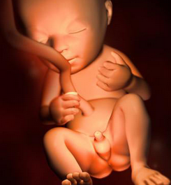 20周胎儿发育情况如何？