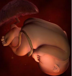 38周胎儿发育标准怎么样？