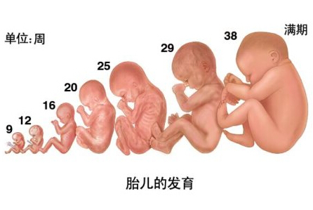 38周胎儿发育标准怎么样？