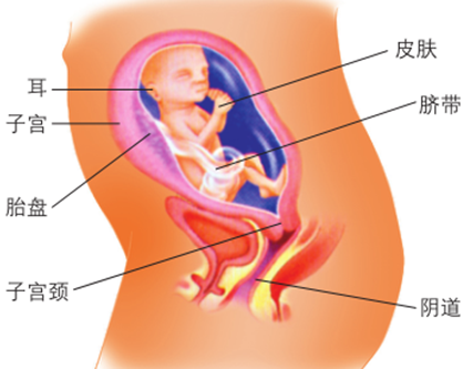 24周胎儿发育标准到底怎么样？
