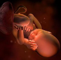 34周胎儿发育标准是什么样子的？