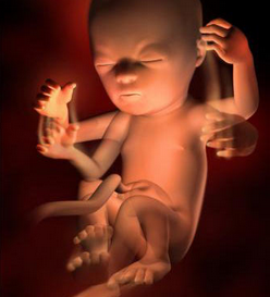 18周胎儿发育情况是什么样的？