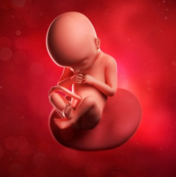 22周胎儿发育情况怎么样？