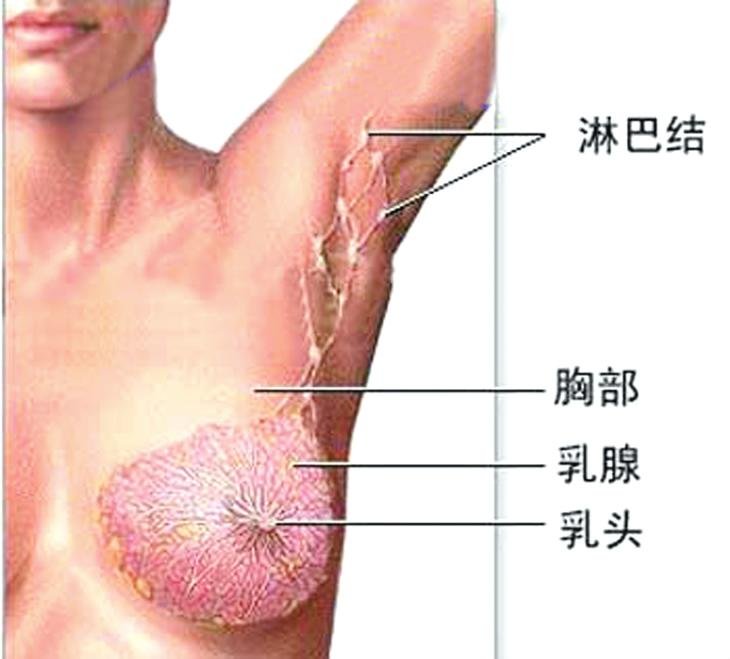 乳房里面有硬块是怎么回事