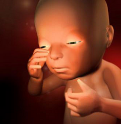 27周胎儿发育情况有哪些？