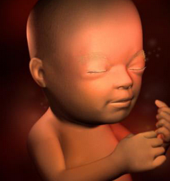 22周胎儿发育情况怎么样？