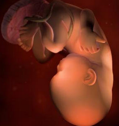 孕36周胎儿发育情况详解