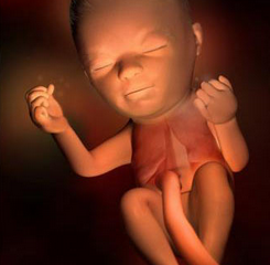 24周胎儿发育标准到底怎么样？