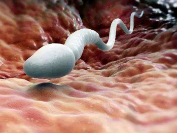 精子在体内是怎么运动的
