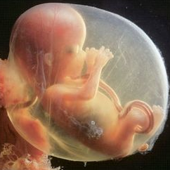 怀孕初期胎儿发育慢怎么办
