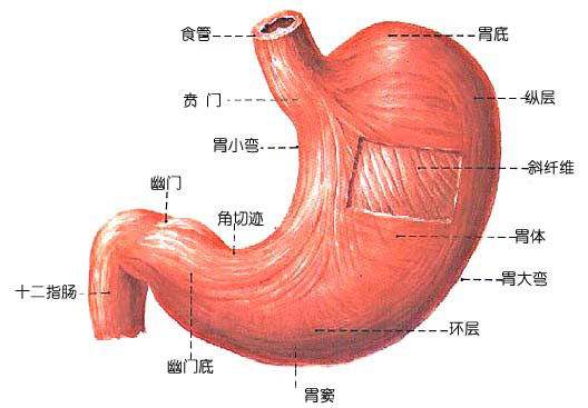 肠胃不好不消化怎么办