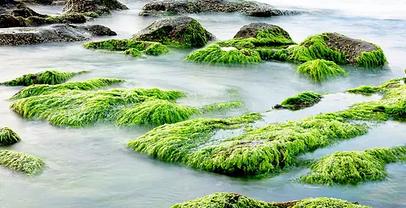 海藻的功效与作用有哪些
