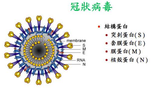 武汉冠状病毒存在什么样的感染特征